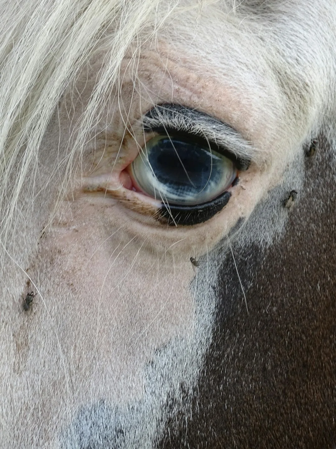 Nahaufnahme eines blauen Pferdeauges