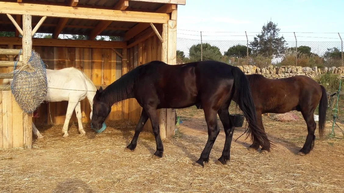 Pferde auf einer Finca auf Mallorca