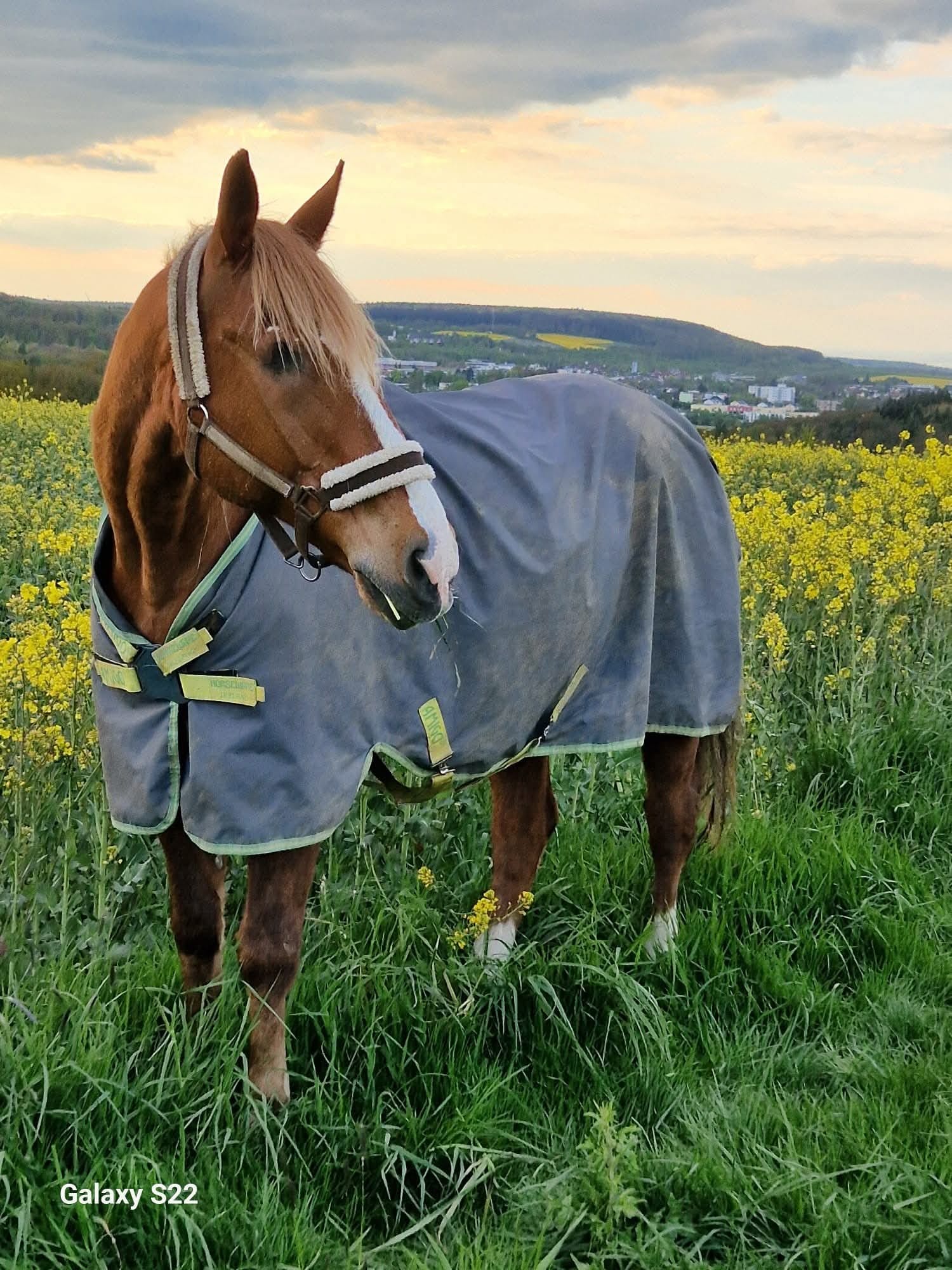 Flachs auf dem neuen Gelände im Rapsfeld
