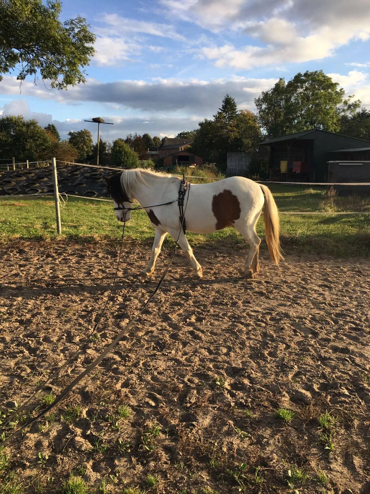 Pony wird an der Doppellonge geführt