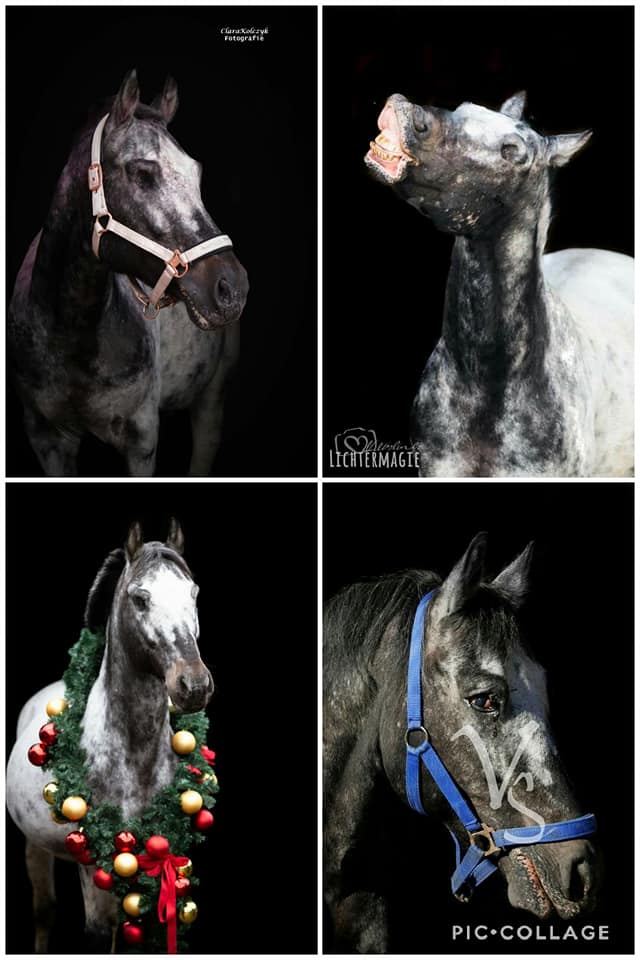 Spirit, augenloser Appaloosa-Friesenmix
