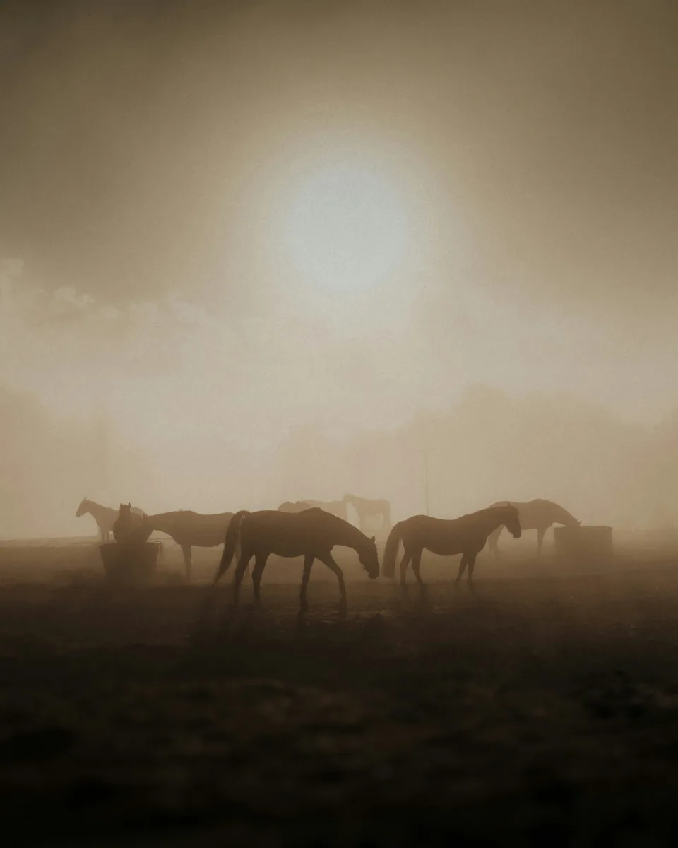 Pferde im Nebel — Symbolbild