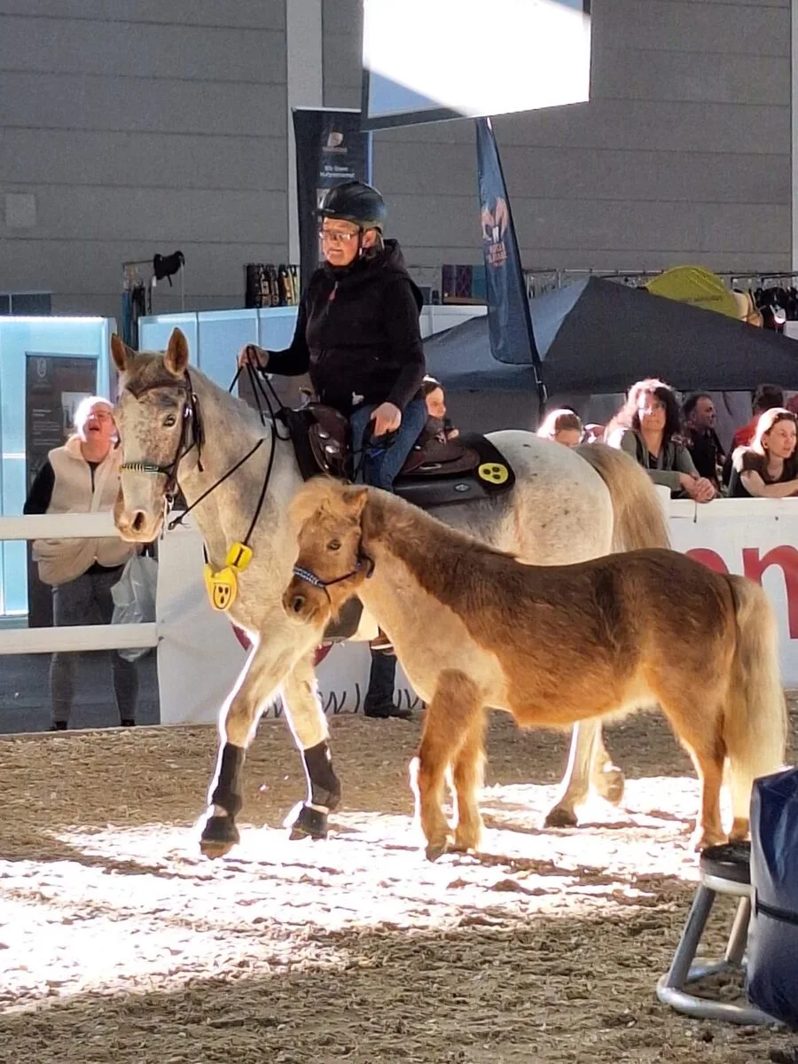 Begegnung zwischen Reiterin und Pferd im Messetrubel