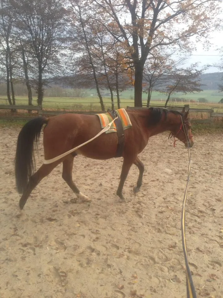 Pferd mit Körperbandage zur Unterstützung des Gleichgewichts
