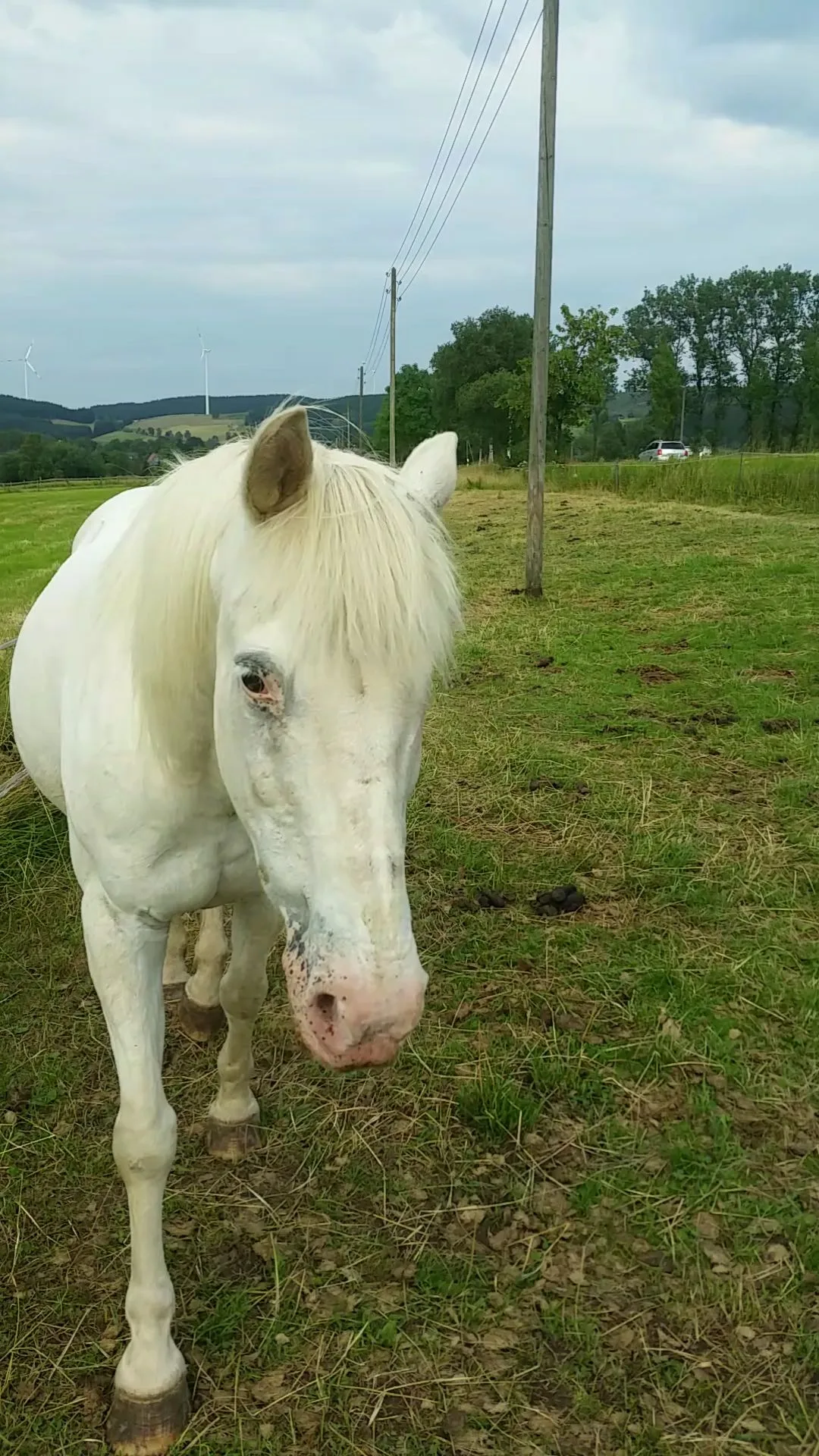 Weißes Pferd auf der Weide