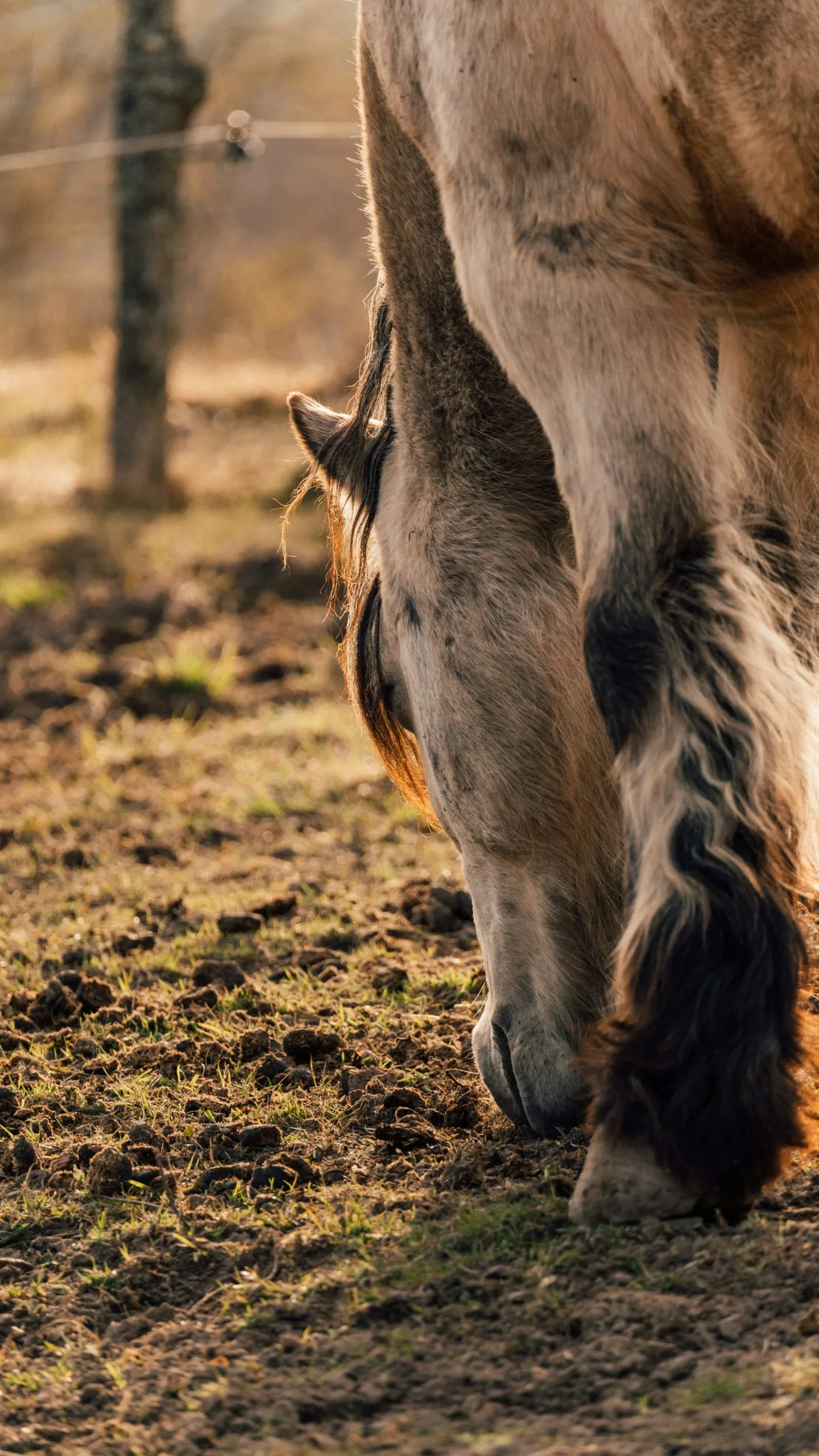 Pferd nutzt beim Grasen seine anderen Sinne