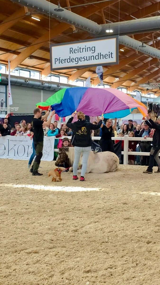Pino liegt entspannt im Reitring Pferdegesundheit, im Hintergrund das Schwungtuch