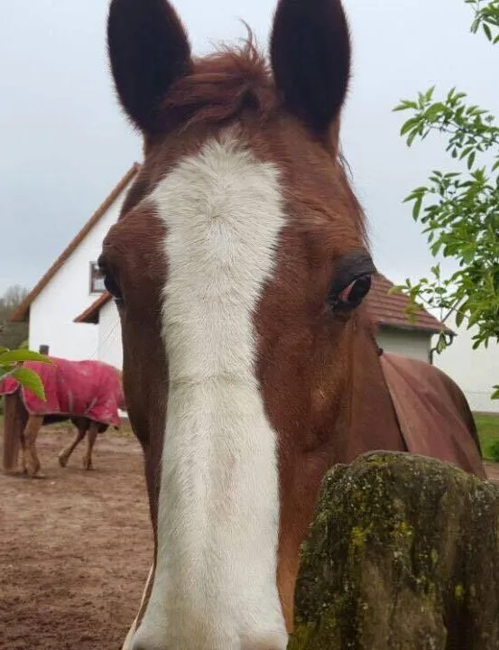 Santorin, bay. Warmblut-Wallach