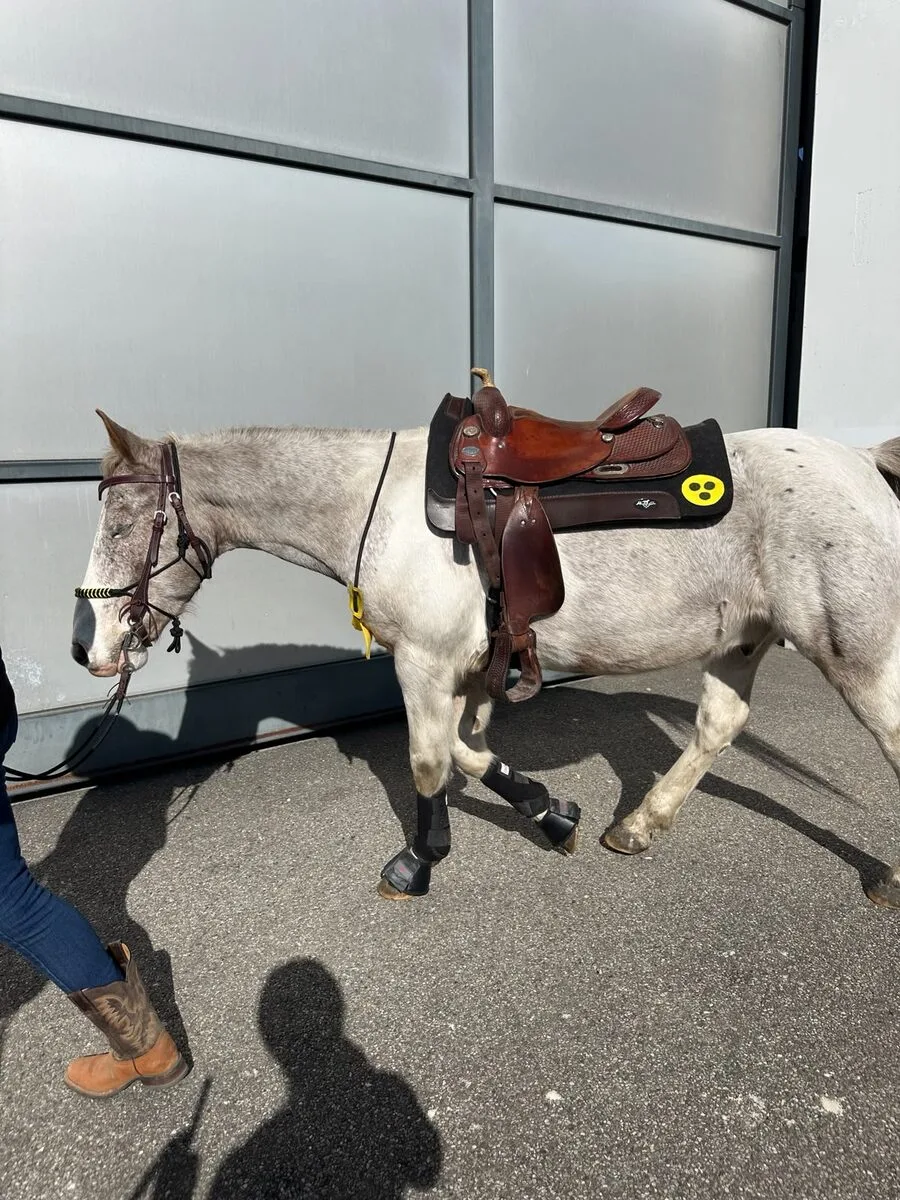 Shilo gesattelt in einer ruhigen Pause zwischen den Vorführungen
