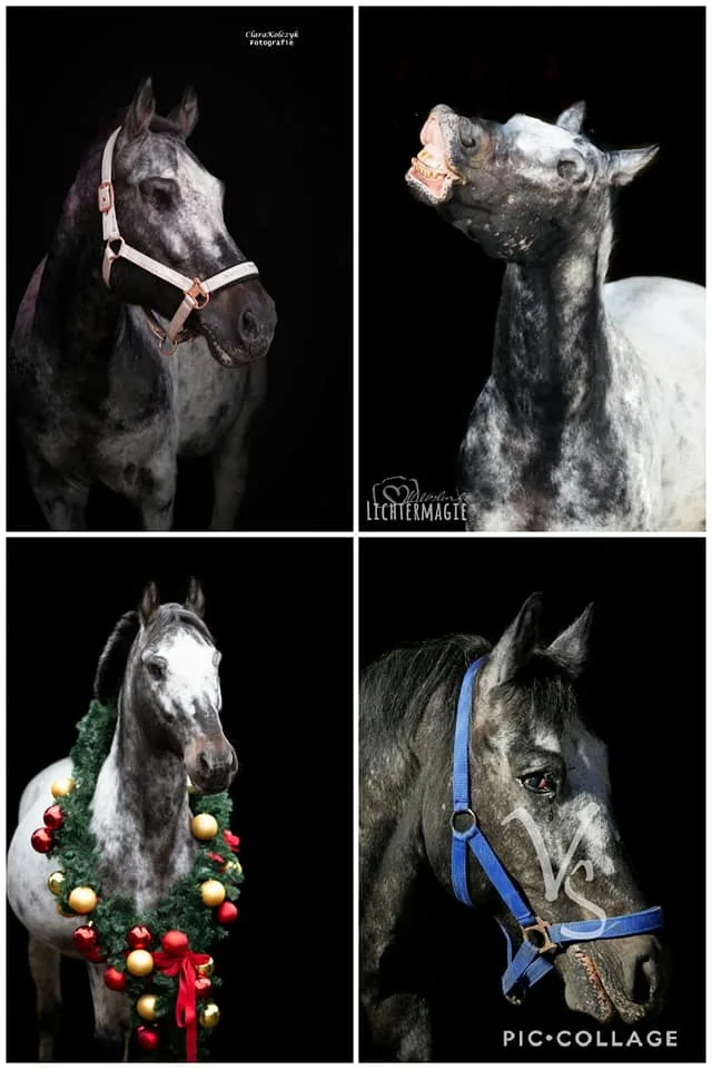 Spirit, augenloser Appaloosa-Friesenmix