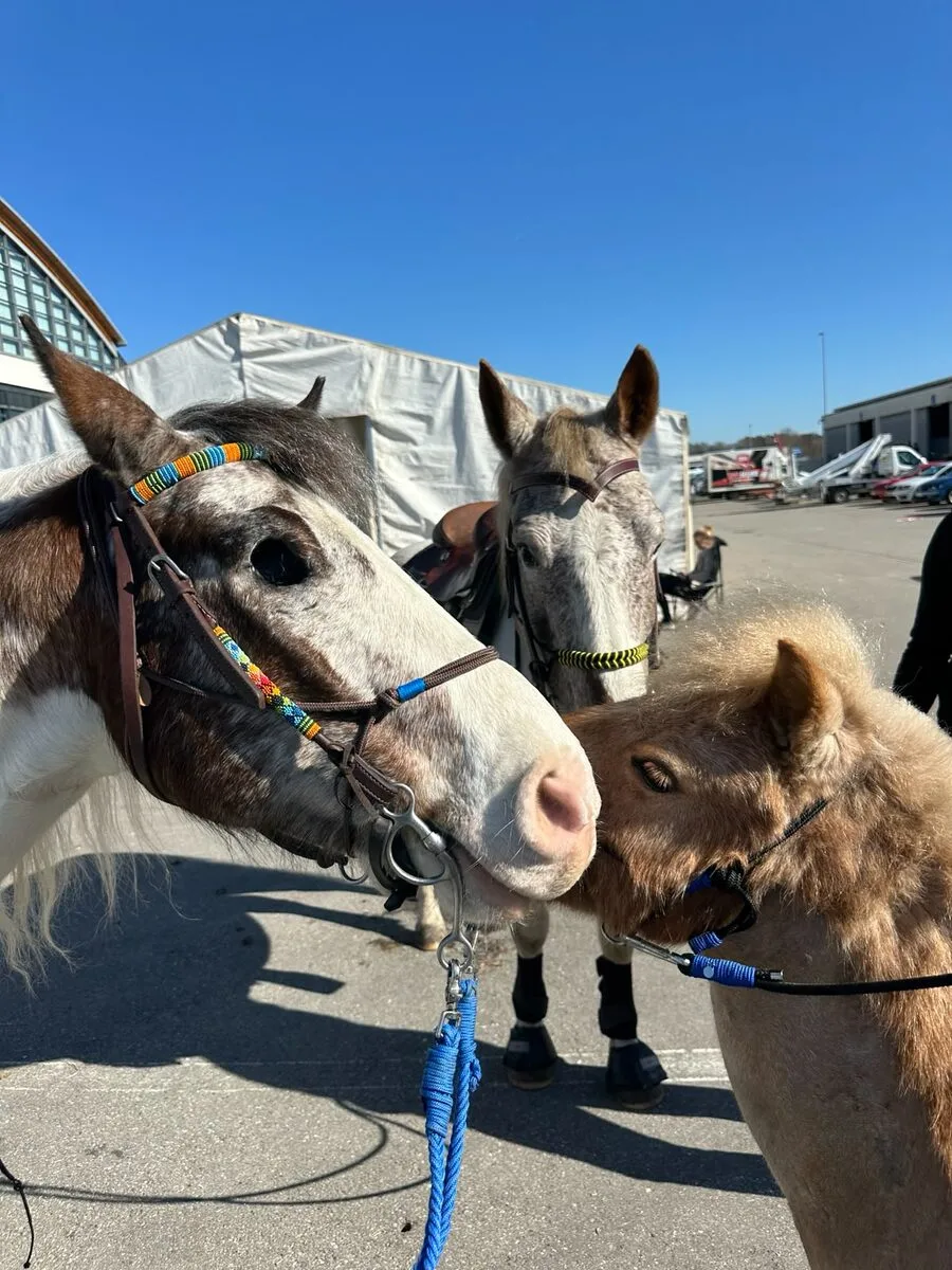 Pino, Shilo und Bartolomeo Nase an Nase auf der Messe