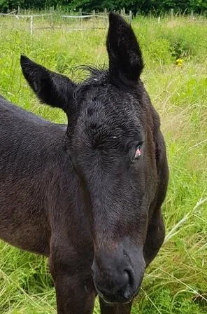 Zora auf der Weide